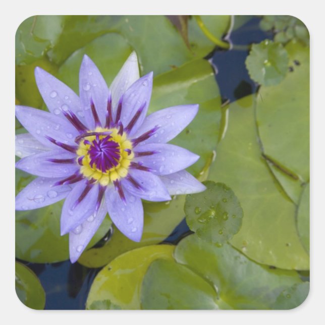 Martinique, French Antilles, West Indies, Blue Square Sticker (Front)