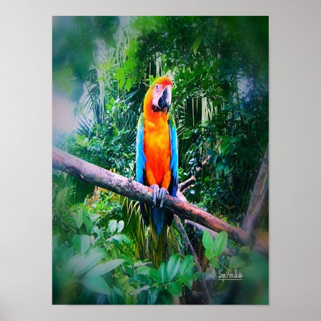 Martinique Macaw Poster (Front)