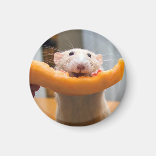 Marty Mouse Canaloop Magnet