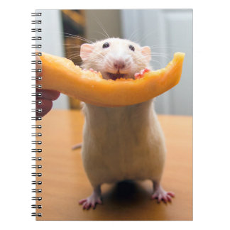 Marty Mouse Journal