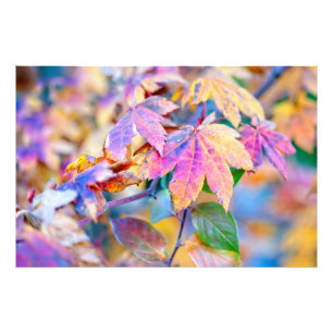 Marvellous Japanese Maple leaves Photo Print
