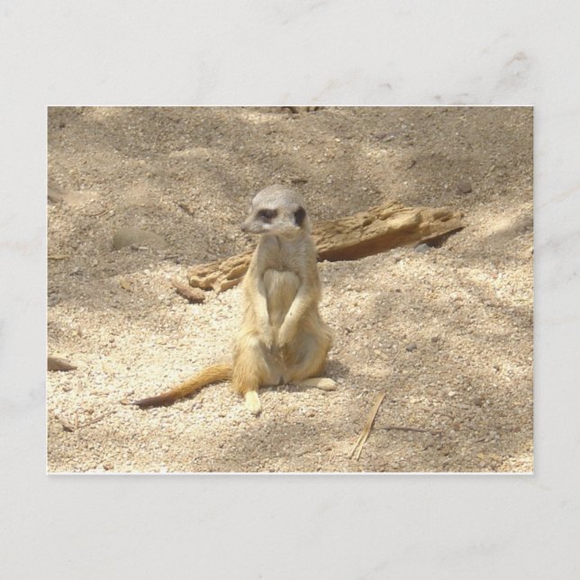 Marvellous Meerkat Postcard (Front)