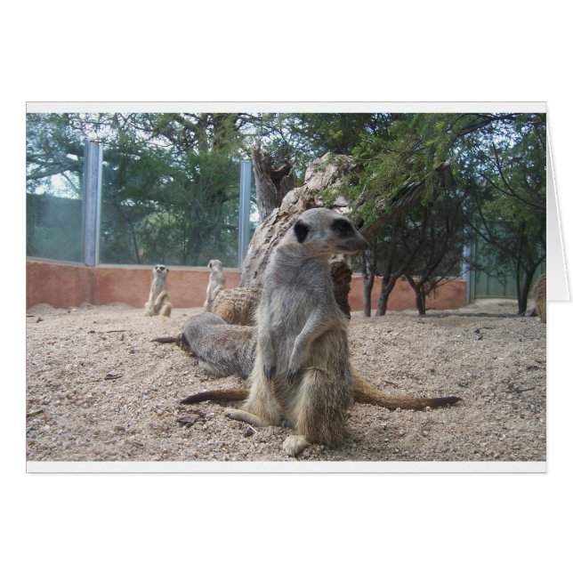 Marvellous Meerkats (Front Horizontal)