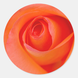 Marvellous Orange Rose Bud Classic Round Sticker