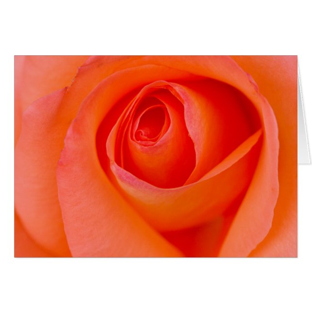 Marvelous Orange Rose Bud (Front Horizontal)