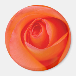 Marvelous Orange Rose Bud Magnet