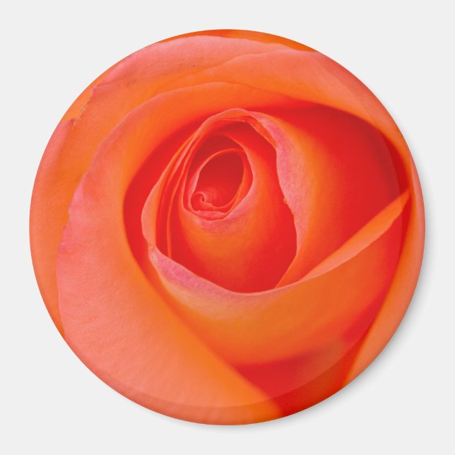 Marvelous Orange Rose Bud Magnet (Front)