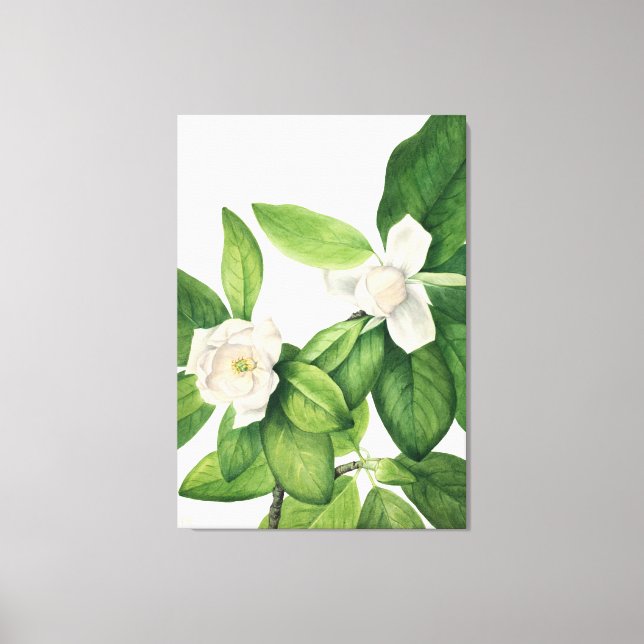 Mary Vaux Walcott art Canvas Print (Front)