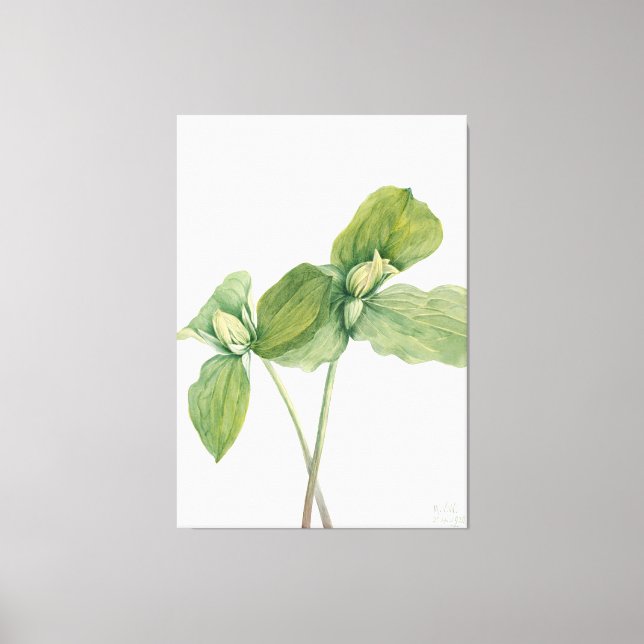 Mary Vaux Walcott art Canvas Print (Front)