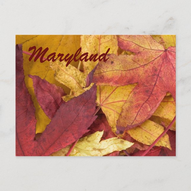 Maryland Autumn Leaves Postcard (Front)