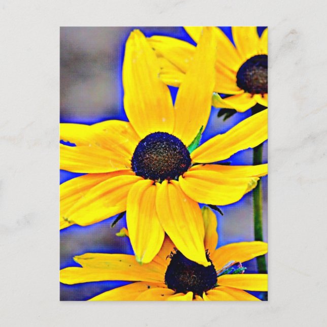 Maryland Black Eyed Susan Postcard (Front)