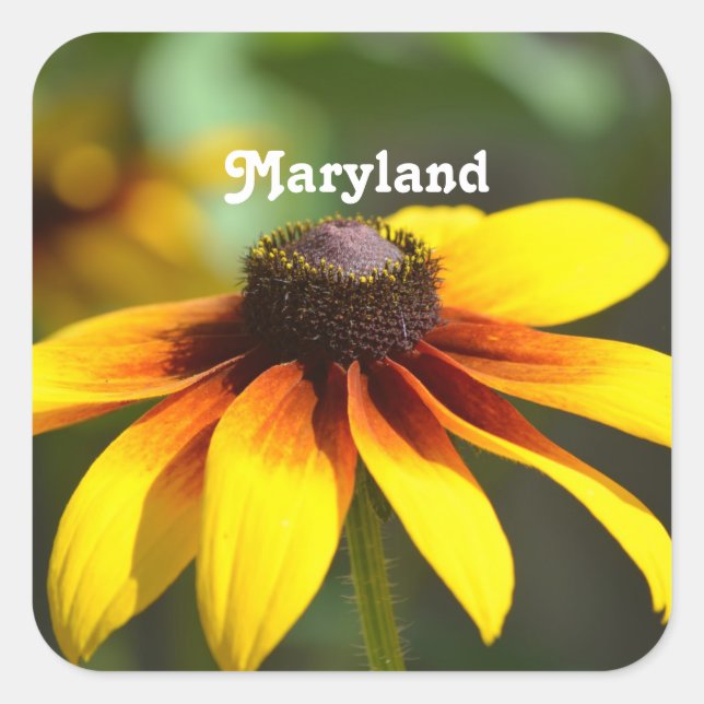 Maryland Black Eyed Susan Square Sticker (Front)
