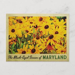 Maryland Black-Eyed Susans Postcard