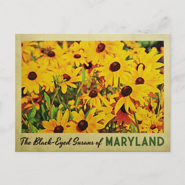 Maryland Black-Eyed Susans Postcard (Front)