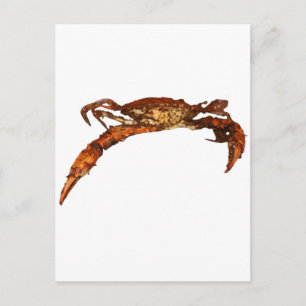 Maryland Blue Crab Postcard