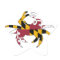 Maryland Flag Crab