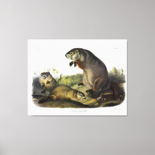 Maryland Marmot, Woodchuck, Groundhog by Audubon Canvas Print