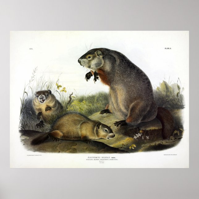 Maryland Marmot, Woodchuck, Groundhog by Audubon Poster (Front)