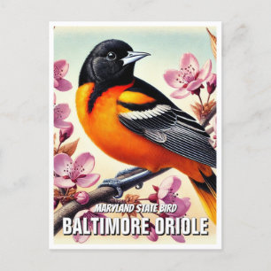 Maryland State Bird Baltimore Oriole Postcard
