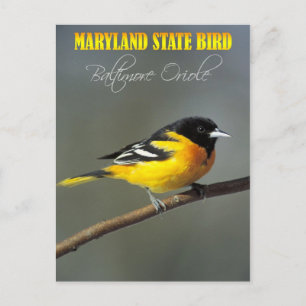 Maryland State Bird - Baltimore Oriole Postcard