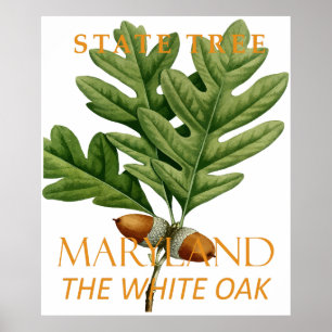 Maryland Territory Tree The White Oak Poster