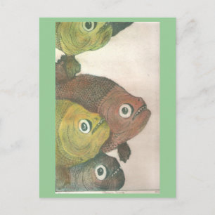 mas piranhas postcard
