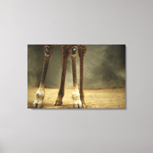 Masai giraffe, low angle view of legs, Giraffa Canvas Print
