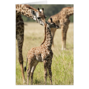 Masai giraffes, Giraffa camelopardalis 2