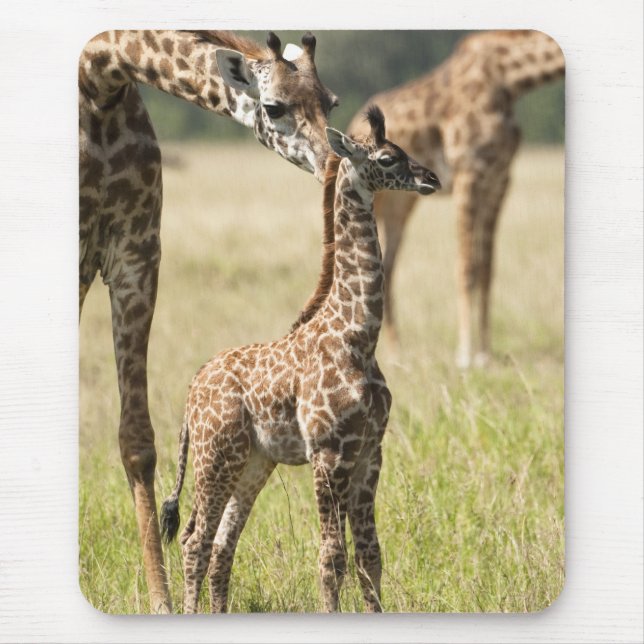 Masai giraffes, Giraffa camelopardalis 2 Mouse Mat (Front)
