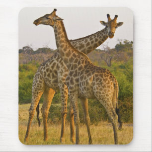 Masai Giraffes Kenya Africa mousepad