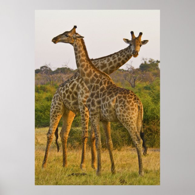 Masai Giraffes Kenya Africa poster (Front)