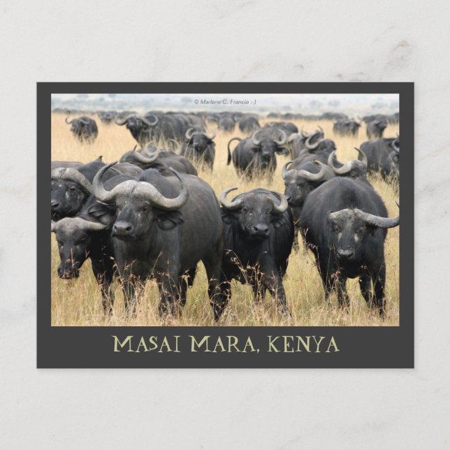 Masai Mara African Buffaloes Kenya Postcard (Front)