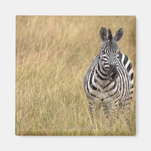 Masai Mara, Kenya Magnet