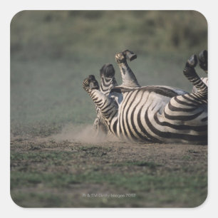 Masai Mara National Reserve, Kenya 2 Square Sticker