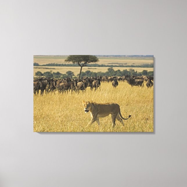Masai Mara National Reserve, Kenya, Africa Canvas Print (Front)