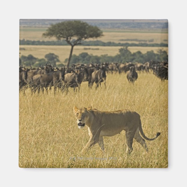 Masai Mara National Reserve, Kenya, Africa Magnet (Front)