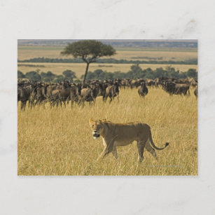 Masai Mara National Reserve, Kenya, Africa Postcard