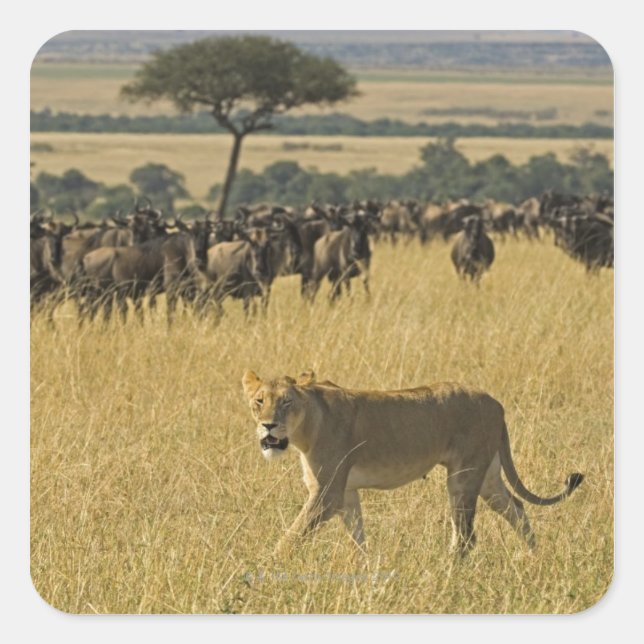 Masai Mara National Reserve, Kenya, Africa Square Sticker (Front)