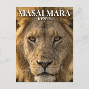 Masai Mara National Reserve Kenya Postcard