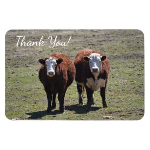 Masculine Cow Thank You Magnet