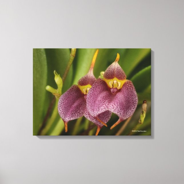 Masdevallia Canvas Print (Front)