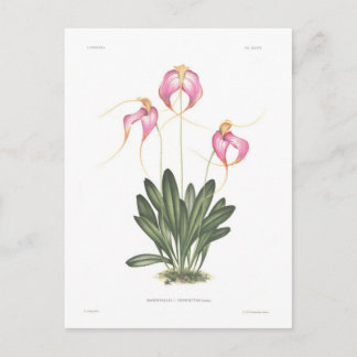 Masdevallia henriettae postcard