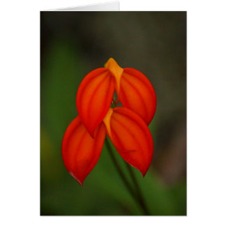 Masdevallia ignea Orchid