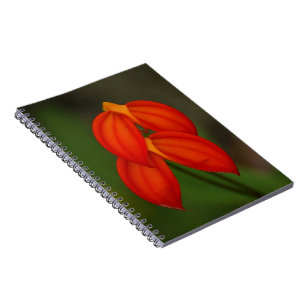 Masdevallia ignea Orchid Notebook