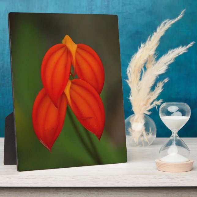 Masdevallia ignea Orchid Plaque (Side)