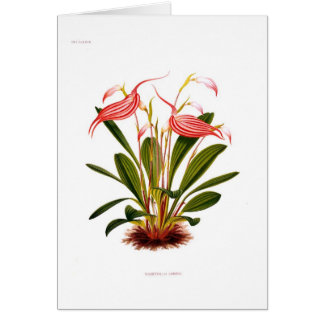 Masdevallia lindeni