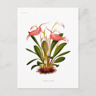 Masdevallia lindeni postcard