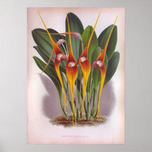 Masdevallia Macura Orange Vintage Orchids Poster