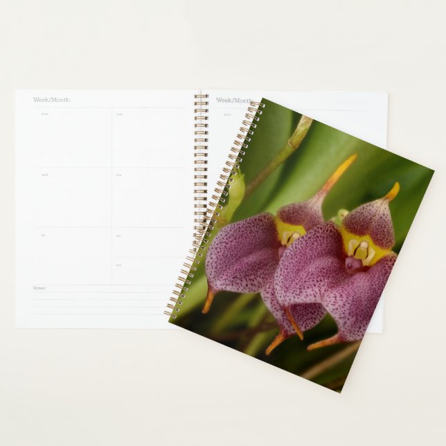 Masdevallia Planner (Display)