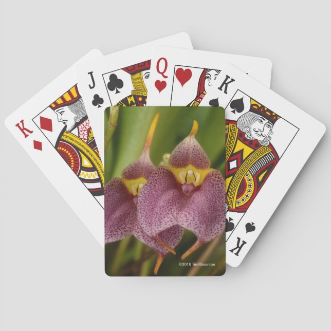 Masdevallia Playing Cards (Back)